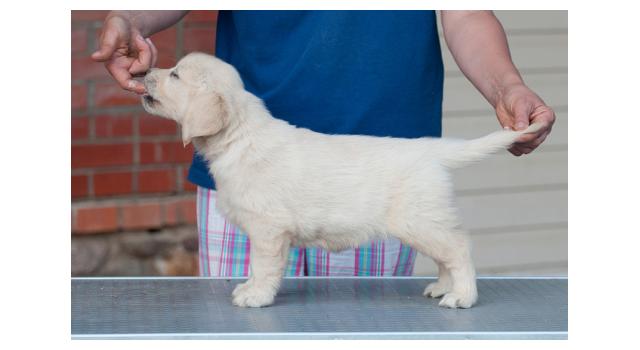Щенки папийона (папильона) в питомнике Бон Плезир Щенки папийона (папильона) в питомнике Бон Плезир