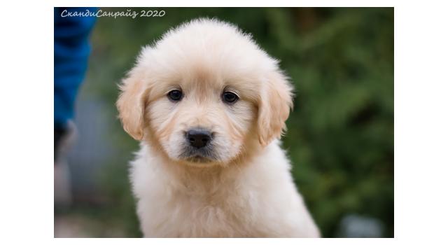 Щенки папийона (папильона) в питомнике Бон Плезир Щенки папийона (папильона) в питомнике Бон Плезир