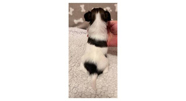 Щенки папийона (папильона) в питомнике Бон Плезир Щенки папийона (папильона) в питомнике Бон Плезир