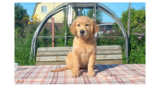 Щенки папийона (папильона) в питомнике Бон Плезир Щенки папийона (папильона) в питомнике Бон Плезир