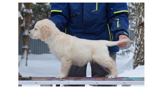 Щенки папийона (папильона) в питомнике Бон Плезир Щенки папийона (папильона) в питомнике Бон Плезир