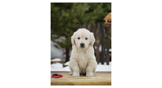 Щенки папийона (папильона) в питомнике Бон Плезир Щенки папийона (папильона) в питомнике Бон Плезир