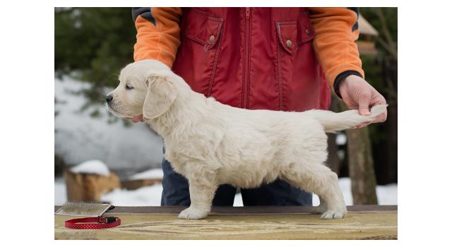 Щенки папийона (папильона) в питомнике Бон Плезир Щенки папийона (папильона) в питомнике Бон Плезир
