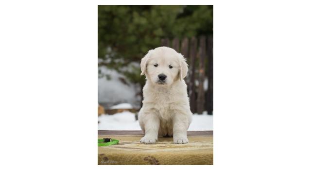 Щенки папийона (папильона) в питомнике Бон Плезир Щенки папийона (папильона) в питомнике Бон Плезир