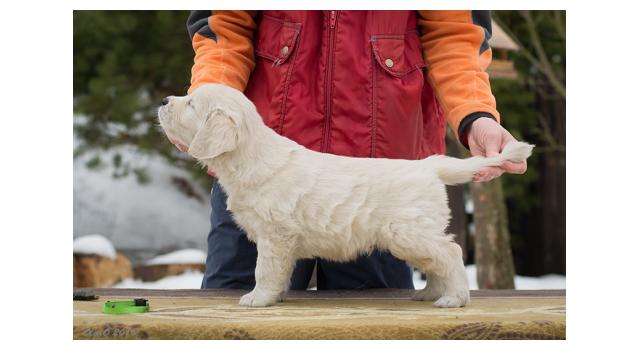 Щенки папийона (папильона) в питомнике Бон Плезир Щенки папийона (папильона) в питомнике Бон Плезир