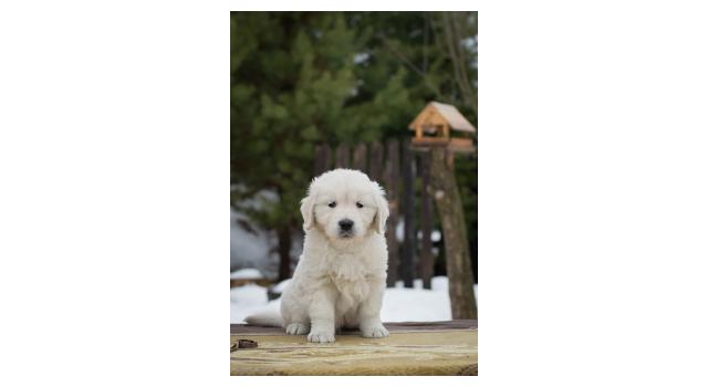 Щенки папийона (папильона) в питомнике Бон Плезир Щенки папийона (папильона) в питомнике Бон Плезир