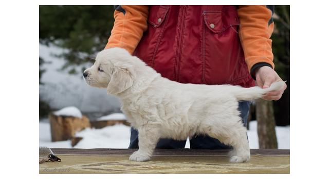 Щенки папийона (папильона) в питомнике Бон Плезир Щенки папийона (папильона) в питомнике Бон Плезир