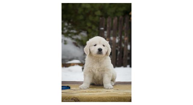 Щенки папийона (папильона) в питомнике Бон Плезир Щенки папийона (папильона) в питомнике Бон Плезир