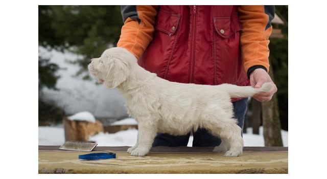 Щенки папийона (папильона) в питомнике Бон Плезир Щенки папийона (папильона) в питомнике Бон Плезир
