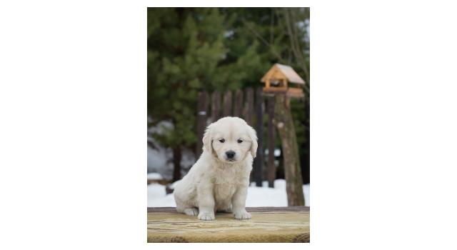 Щенки папийона (папильона) в питомнике Бон Плезир Щенки папийона (папильона) в питомнике Бон Плезир