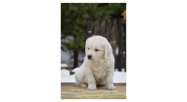 Щенки папийона (папильона) в питомнике Бон Плезир Щенки папийона (папильона) в питомнике Бон Плезир