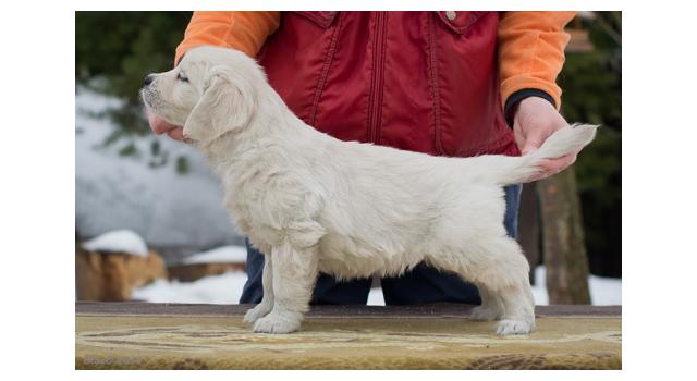 Щенки папийона (папильона) в питомнике Бон Плезир Щенки папийона (папильона) в питомнике Бон Плезир