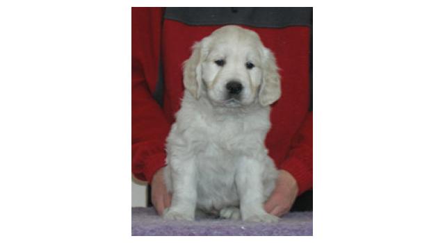 Щенки папийона (папильона) в питомнике Бон Плезир Щенки папийона (папильона) в питомнике Бон Плезир