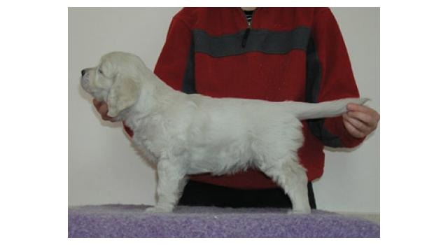 Щенки папийона (папильона) в питомнике Бон Плезир Щенки папийона (папильона) в питомнике Бон Плезир