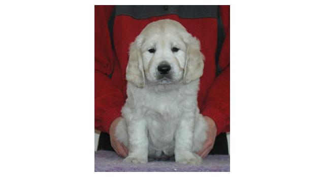 Щенки папийона (папильона) в питомнике Бон Плезир Щенки папийона (папильона) в питомнике Бон Плезир