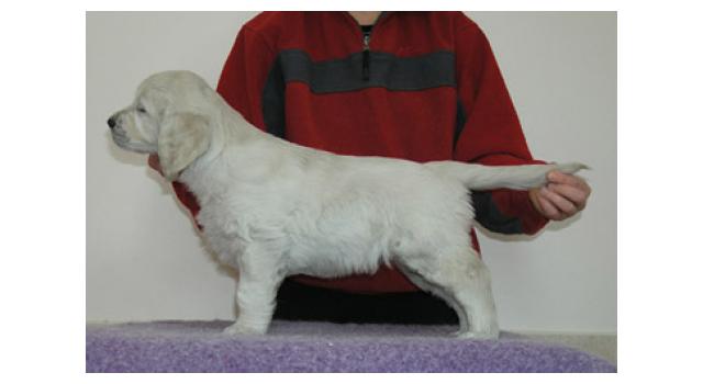 Щенки папийона (папильона) в питомнике Бон Плезир Щенки папийона (папильона) в питомнике Бон Плезир