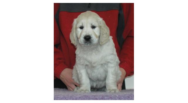 Щенки папийона (папильона) в питомнике Бон Плезир Щенки папийона (папильона) в питомнике Бон Плезир