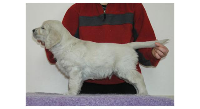 Щенки папийона (папильона) в питомнике Бон Плезир Щенки папийона (папильона) в питомнике Бон Плезир