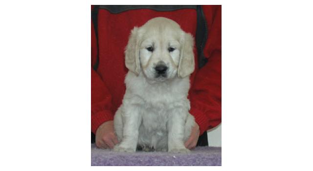 Щенки папийона (папильона) в питомнике Бон Плезир Щенки папийона (папильона) в питомнике Бон Плезир