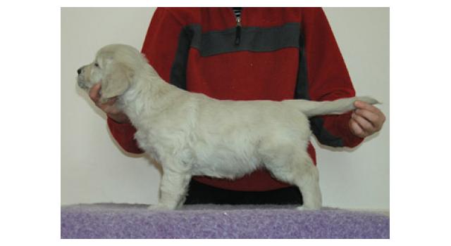 Щенки папийона (папильона) в питомнике Бон Плезир Щенки папийона (папильона) в питомнике Бон Плезир