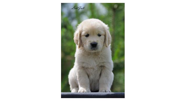 Щенки папийона (папильона) в питомнике Бон Плезир Щенки папийона (папильона) в питомнике Бон Плезир