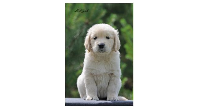 Щенки папийона (папильона) в питомнике Бон Плезир Щенки папийона (папильона) в питомнике Бон Плезир