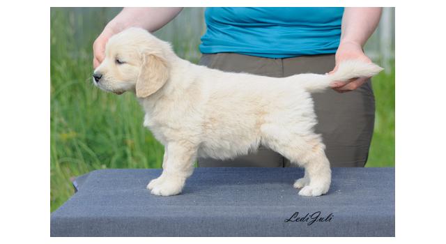 Щенки папийона (папильона) в питомнике Бон Плезир Щенки папийона (папильона) в питомнике Бон Плезир