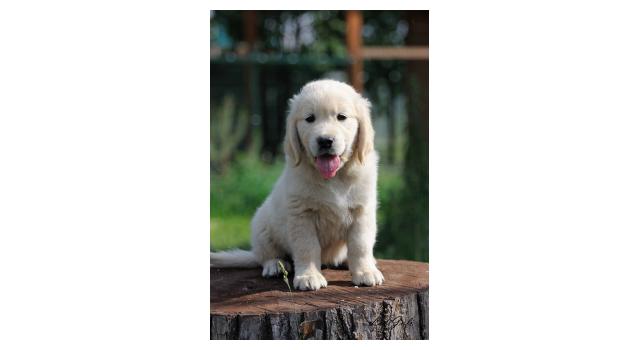 Щенки папийона (папильона) в питомнике Бон Плезир Щенки папийона (папильона) в питомнике Бон Плезир