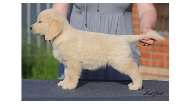 Щенки папийона (папильона) в питомнике Бон Плезир Щенки папийона (папильона) в питомнике Бон Плезир