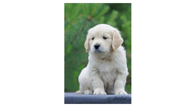 Щенки папийона (папильона) в питомнике Бон Плезир Щенки папийона (папильона) в питомнике Бон Плезир