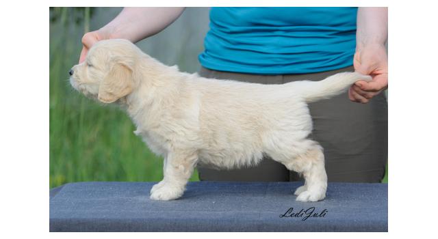 Щенки папийона (папильона) в питомнике Бон Плезир Щенки папийона (папильона) в питомнике Бон Плезир