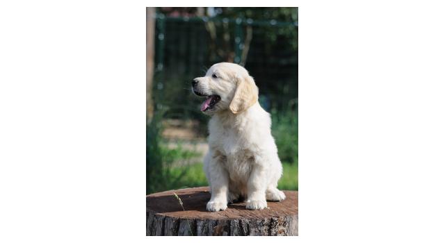 Щенки папийона (папильона) в питомнике Бон Плезир Щенки папийона (папильона) в питомнике Бон Плезир