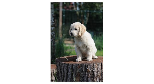 Щенки папийона (папильона) в питомнике Бон Плезир Щенки папийона (папильона) в питомнике Бон Плезир