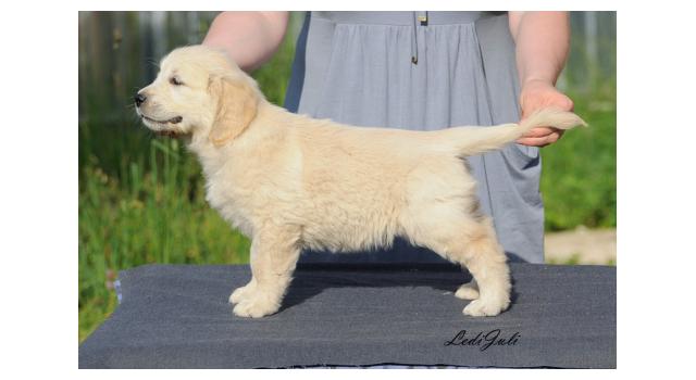 Щенки папийона (папильона) в питомнике Бон Плезир Щенки папийона (папильона) в питомнике Бон Плезир