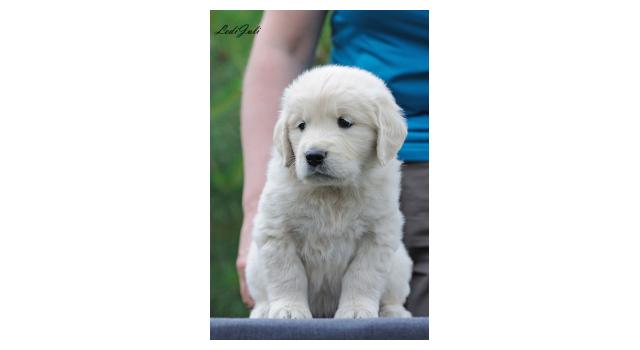Щенки папийона (папильона) в питомнике Бон Плезир Щенки папийона (папильона) в питомнике Бон Плезир