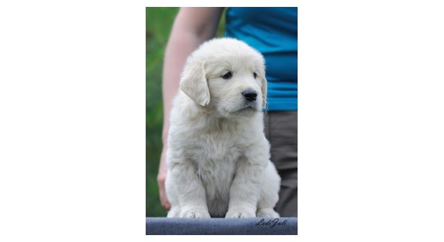 Щенки папийона (папильона) в питомнике Бон Плезир Щенки папийона (папильона) в питомнике Бон Плезир