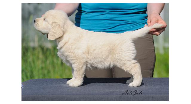Щенки папийона (папильона) в питомнике Бон Плезир Щенки папийона (папильона) в питомнике Бон Плезир