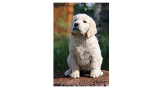 Щенки папийона (папильона) в питомнике Бон Плезир Щенки папийона (папильона) в питомнике Бон Плезир