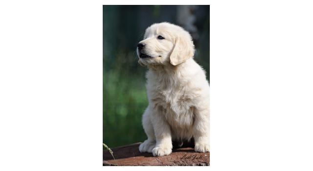 Щенки папийона (папильона) в питомнике Бон Плезир Щенки папийона (папильона) в питомнике Бон Плезир