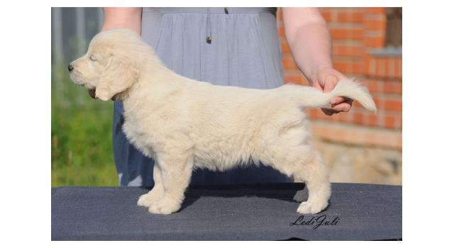 Щенки папийона (папильона) в питомнике Бон Плезир Щенки папийона (папильона) в питомнике Бон Плезир