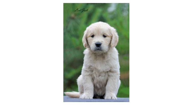 Щенки папийона (папильона) в питомнике Бон Плезир Щенки папийона (папильона) в питомнике Бон Плезир