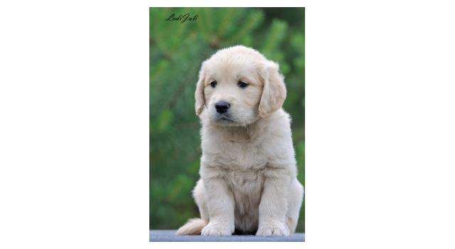 Щенки папийона (папильона) в питомнике Бон Плезир Щенки папийона (папильона) в питомнике Бон Плезир