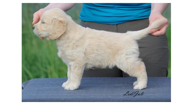 Щенки папийона (папильона) в питомнике Бон Плезир Щенки папийона (папильона) в питомнике Бон Плезир