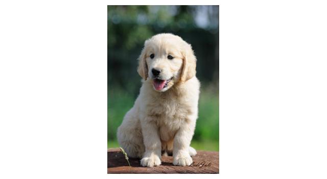 Щенки папийона (папильона) в питомнике Бон Плезир Щенки папийона (папильона) в питомнике Бон Плезир