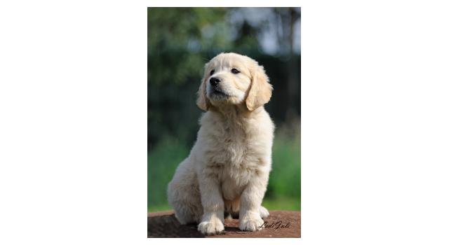 Щенки папийона (папильона) в питомнике Бон Плезир Щенки папийона (папильона) в питомнике Бон Плезир