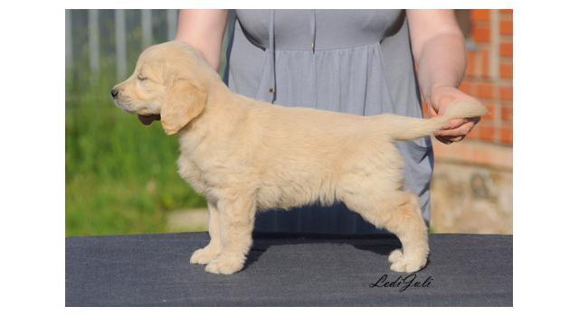Щенки папийона (папильона) в питомнике Бон Плезир Щенки папийона (папильона) в питомнике Бон Плезир