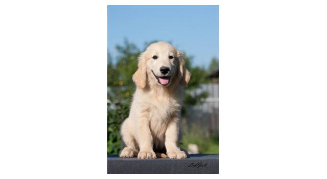 Щенки папийона (папильона) в питомнике Бон Плезир Щенки папийона (папильона) в питомнике Бон Плезир