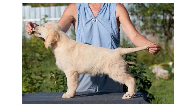 Щенки папийона (папильона) в питомнике Бон Плезир Щенки папийона (папильона) в питомнике Бон Плезир
