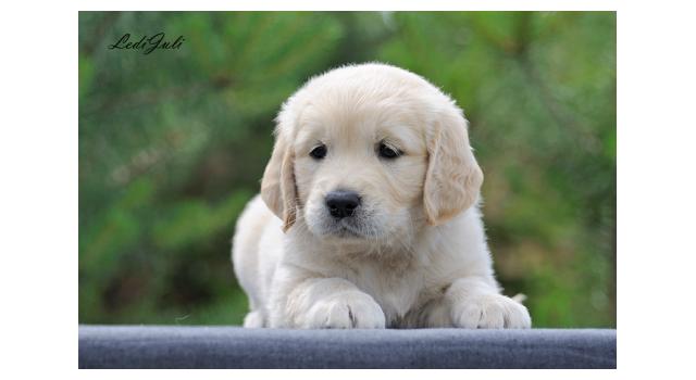 Щенки папийона (папильона) в питомнике Бон Плезир Щенки папийона (папильона) в питомнике Бон Плезир