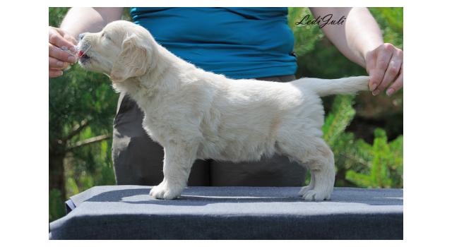 Щенки папийона (папильона) в питомнике Бон Плезир Щенки папийона (папильона) в питомнике Бон Плезир
